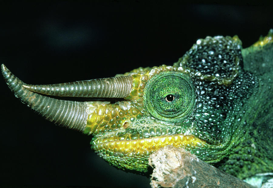 Patrick demostrating male-three-horned-chameleon